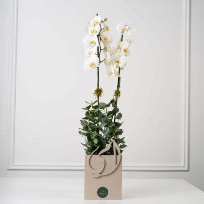 Mother’s day single orchid