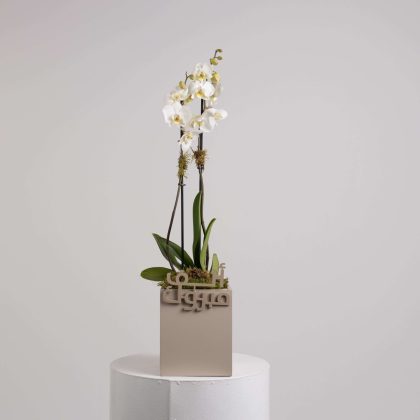 Alf mabrook single orchid