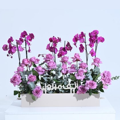 Alf Mabrook Purple Plant