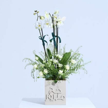 Haj Single Orchid