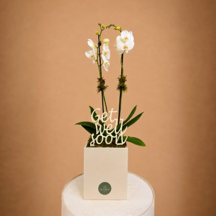 Get well soon with orchids