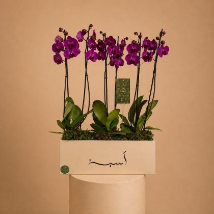 Royal Orchid Planter