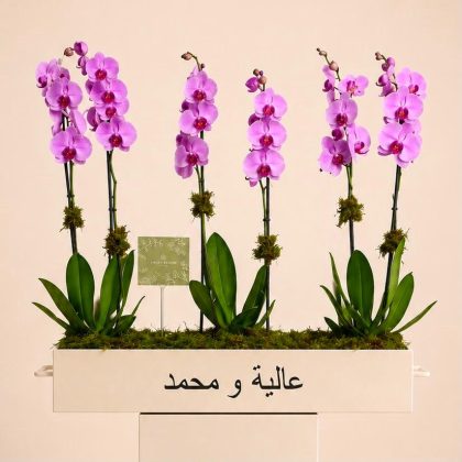 Mabrook purple orchids