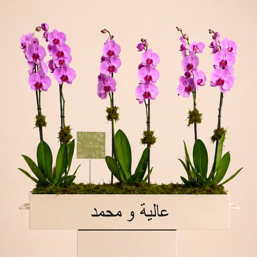 Mabrook purple orchids