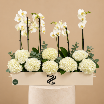 Bridal Orchids Blossoms