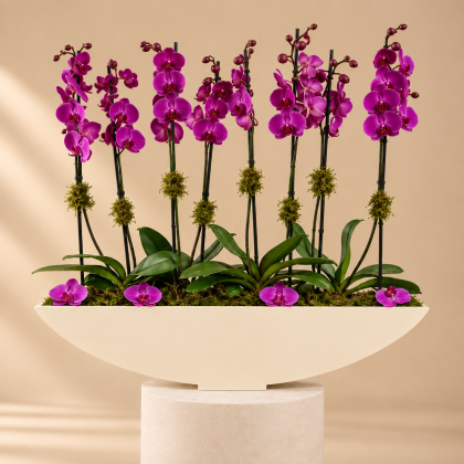 Orchids Suits All