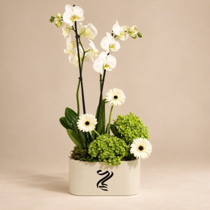 Bridal orchid blossom